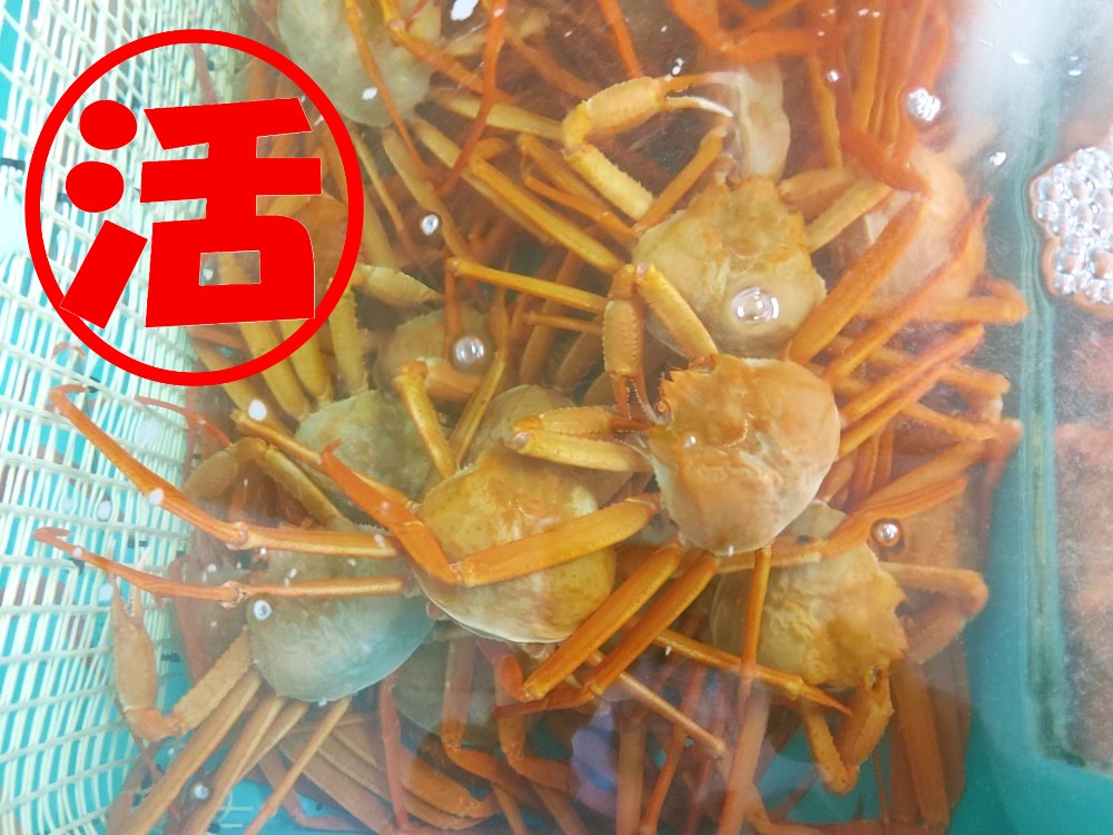 活　紅ずわいがに姿　中3枚(1枚約400～500g)